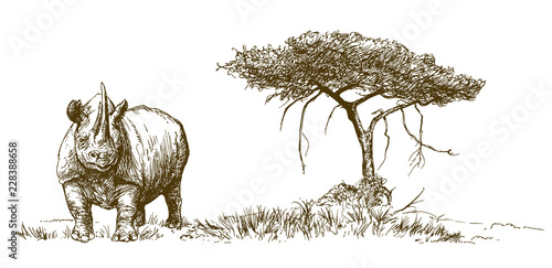 Rhinoceros. Hand drawn illustration