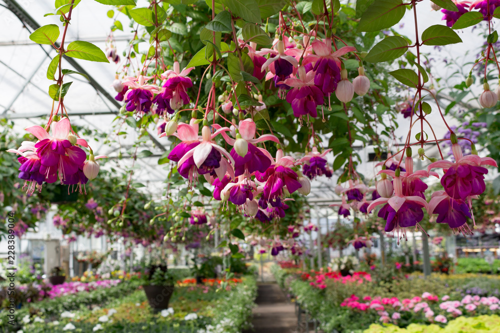 Fototapeta premium Greenhouse Flowers and Hanging Baskets