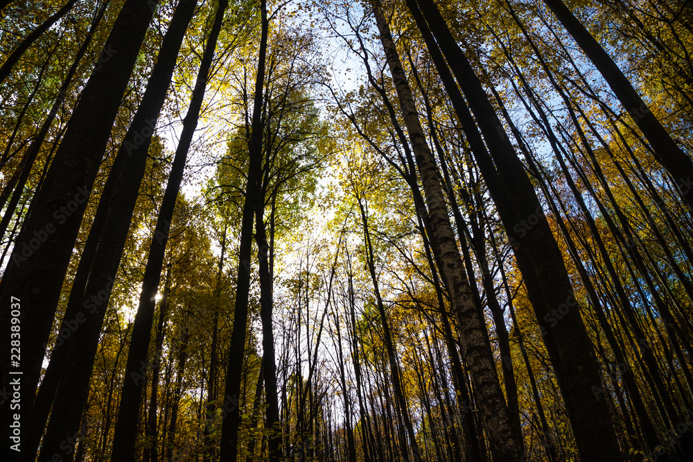 autumn trees in the forest in sunny day autumn trees in the forest in sunny day