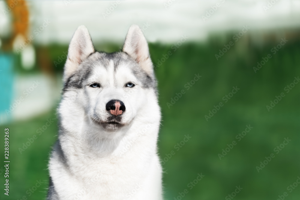 A selfish mature Siberian husky female dog is sitting near a green zone. The background is green. A bitch has grey and white fur and blue eyes. She looks very annoying. A selfish mature Siberian husky female dog is sitting near a green zone. The background is green. A bitch has grey and white fur and blue eyes. She looks very annoying.