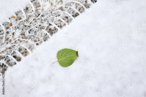 Green leaf beside a tire track on a fresh snow fall