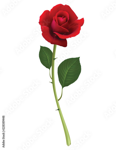 Red Rose isolated on white, vector 3d illustration photo