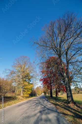 Autumn scene with road and trees © madredus