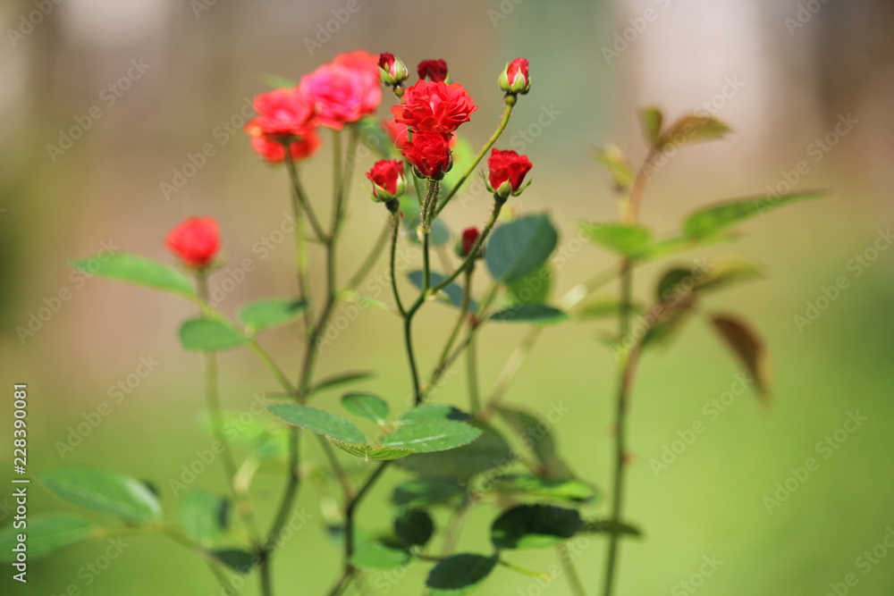 Obraz premium Tiny roses in a garden
