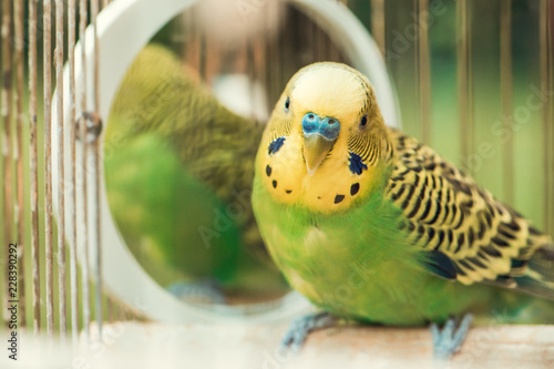 Green budgerigar parrot close up sits in cage. Cute green budgie.