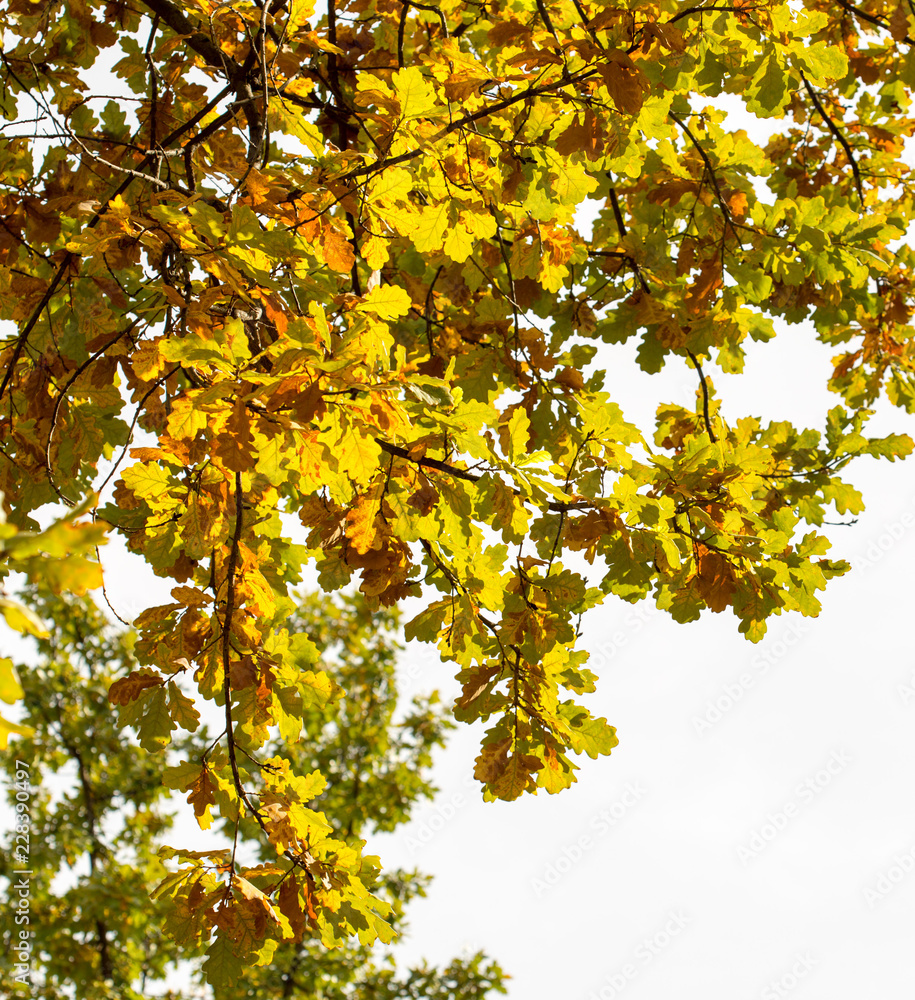yellow leaves of trees in autumn yellow leaves of trees in autumn