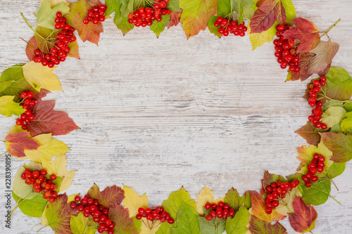 Autumn background. Frame of berries and colored leaves of viburnum. Copy space, flatly