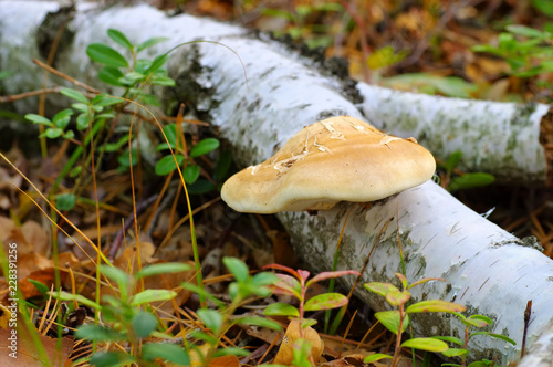 Birkenporling Fomitopsis betulina im Herbstwald - birch polypore in autumn forest photo