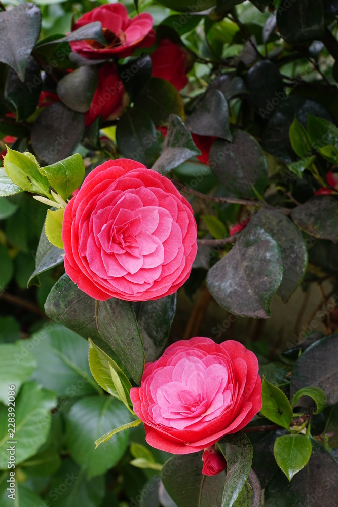 Camélia du Japon rose Stock Photo | Adobe Stock