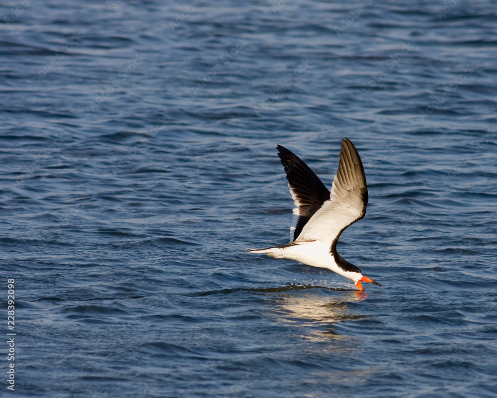 Naklejka premium Foraging Skimmer