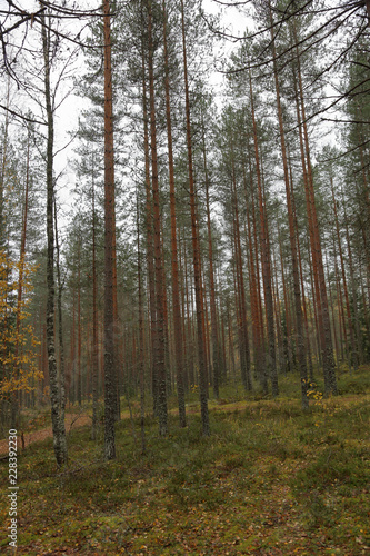 Beautiful Karelian forest landscape in early autumn in Russia   © ironstuffy