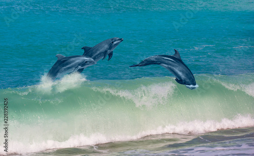 Group of dolphins jumping on the water - Beautiful seascape 