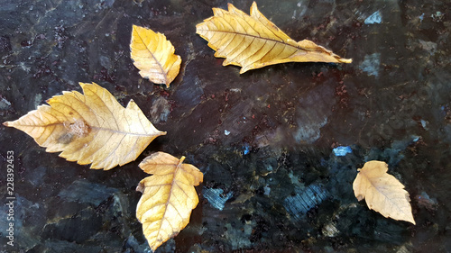 Autumn backgound concept. Dry leaves on marble