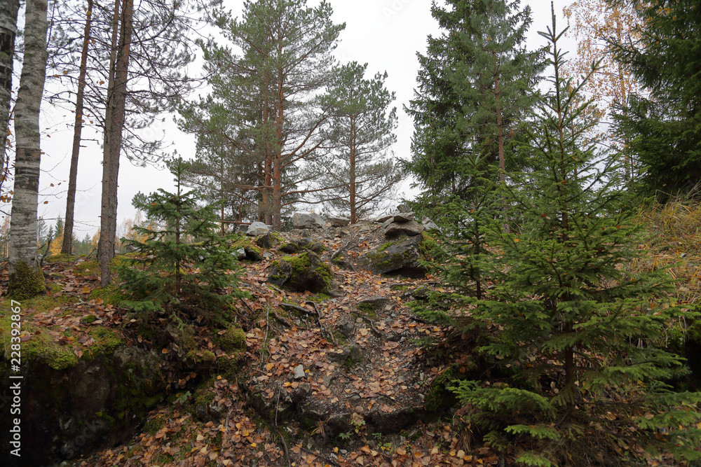 Fototapeta premium Beautiful Karelian forest landscape in early autumn in Russia 