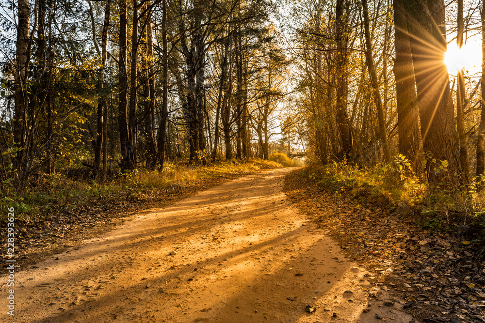 sandy forest road and trunks of trees with fallen leaves during sunset, nature autumn evening with sun rays