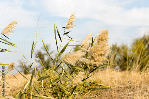 Beautiful serene waving reed in the sunlight