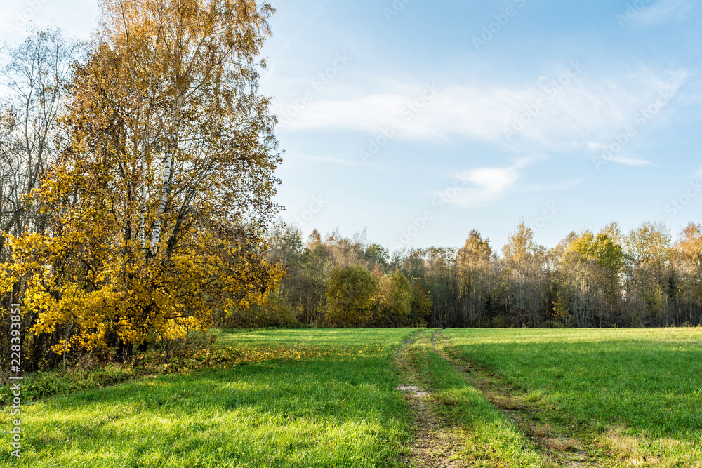 a rural road passes through a green field, trees with yellow orange foliage, autumn landscape