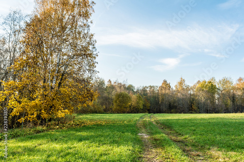 a rural road passes through a green field, trees with yellow orange foliage, autumn landscape © Aliaksei