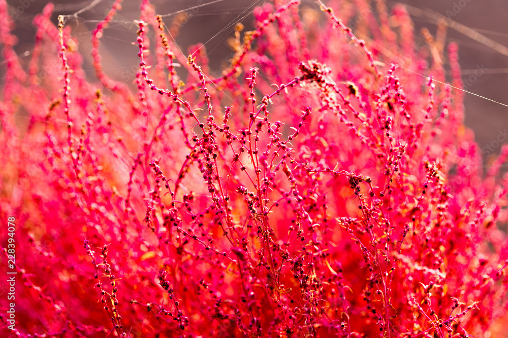 Close up of kochias plant in autumn at Kawaguchiko lake , Yamanashi prefecture , Japan