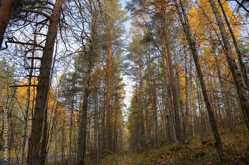 Beautiful Karelian forest landscape in early autumn in Russia 