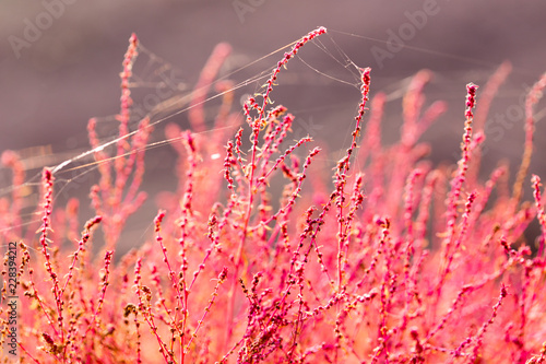 Close up of kochias plant in autumn at Kawaguchiko lake , Yamanashi prefecture , Japan photo