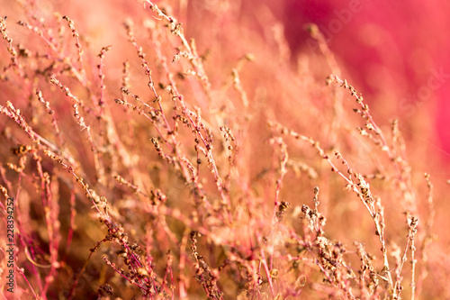 Close up of kochias plant in autumn at Kawaguchiko lake , Yamanashi prefecture , Japan photo