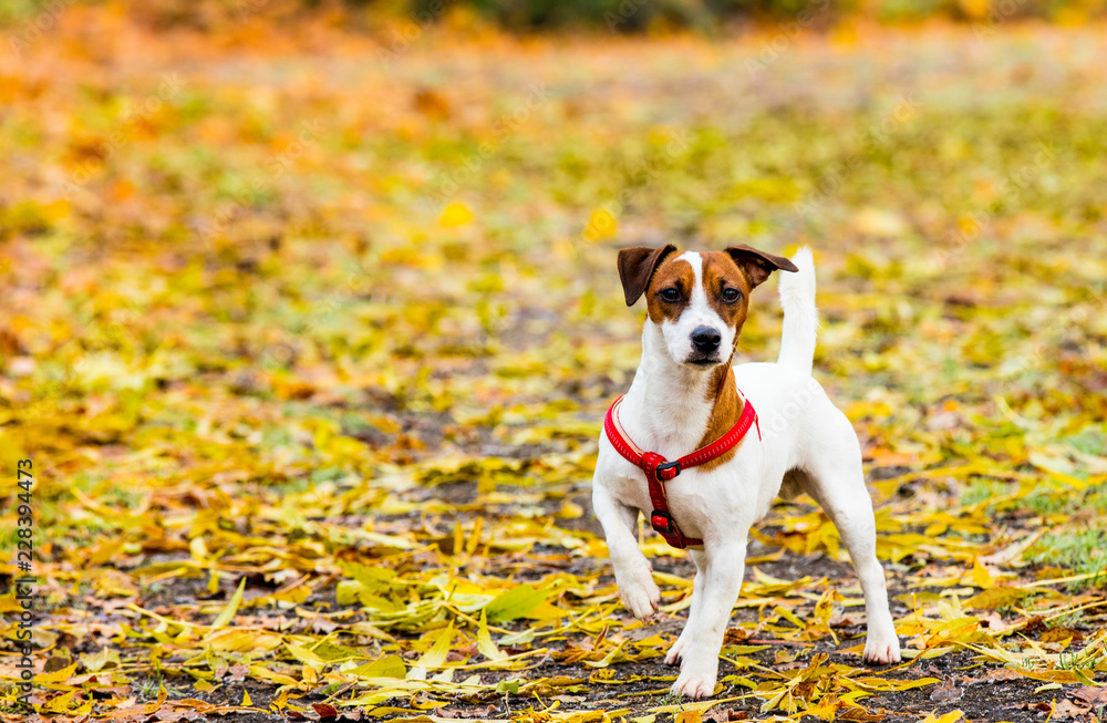 Young Jack Russell Terrier dog in the autumn park Young Jack Russell Terrier dog in the autumn park
