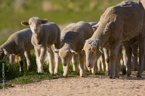 Sheep