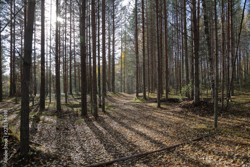 Fototapeta Naklejka Na Ścianę i Meble -  Beautiful Karelian forest landscape in early autumn in Russia
