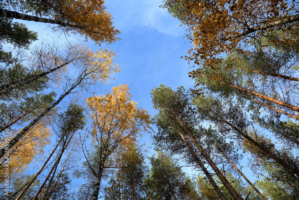 Beautiful Karelian forest landscape in early autumn in Russia
Beautiful Karelian forest landscape in early autumn in Russia
