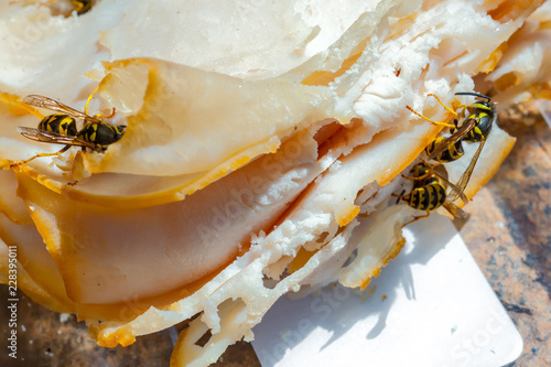 Wasps, Sandwich
