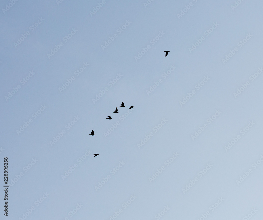 Ravens Ravens