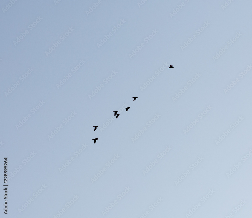 Obraz premium Ravens