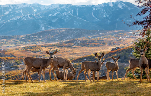deer on utah mountain