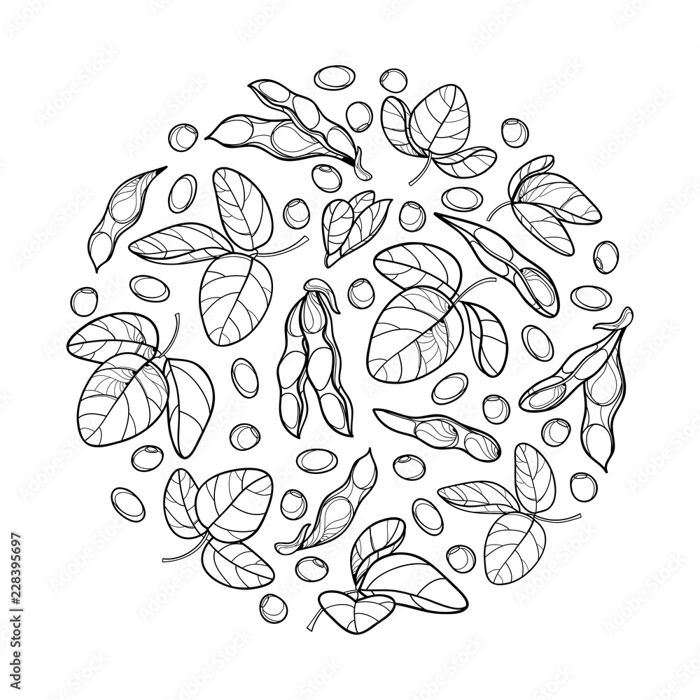 Vector round bunch with outline Soybean or Soy bean pod with beans and