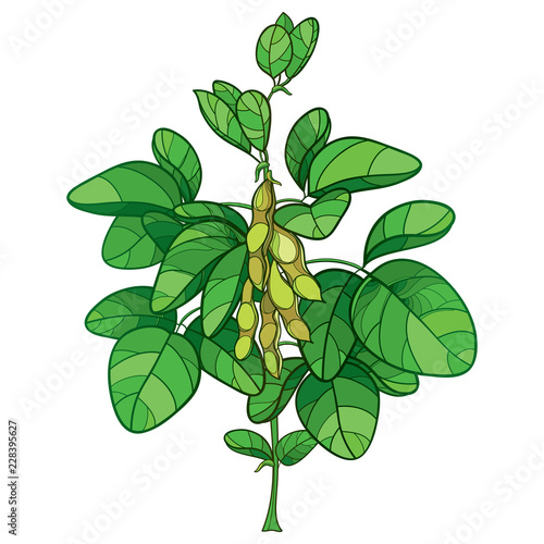 Vector bunch with outline Soybean or Soy bean plant with ripe pods and ornate green leaf isolated on white background. Bush of legume plant Soya in contour style for vegetarian food drawing.