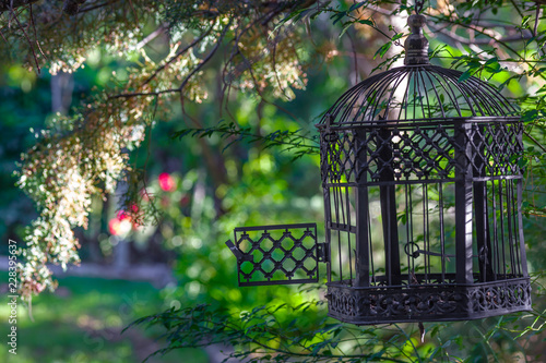 Φωτογραφία Freedom, Birdcage, Open