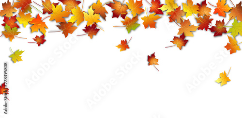 Autumn leaves. Fall colorful maple leaves on white background. Flying foliage. Vector illustration 