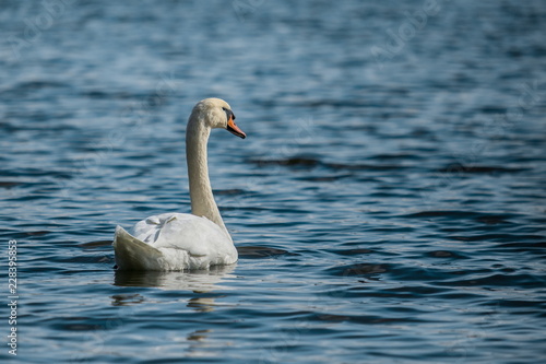 Elegant white mute swan swimming in a blue lake on a cold sunny day, wind making waves, reflection in water