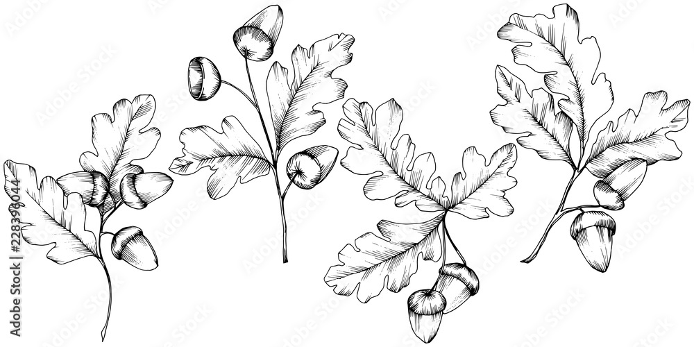 Vector autumn oak leaves. Leaf plant botanical garden floral foliage. Isolated illustration element. Vector leaf for background, texture, wrapper pattern, frame or border.