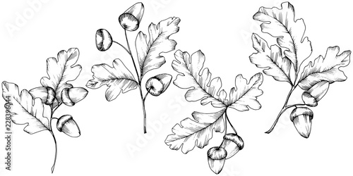 Vector autumn oak leaves. Leaf plant botanical garden floral foliage. Isolated illustration element. Vector leaf for background, texture, wrapper pattern, frame or border.