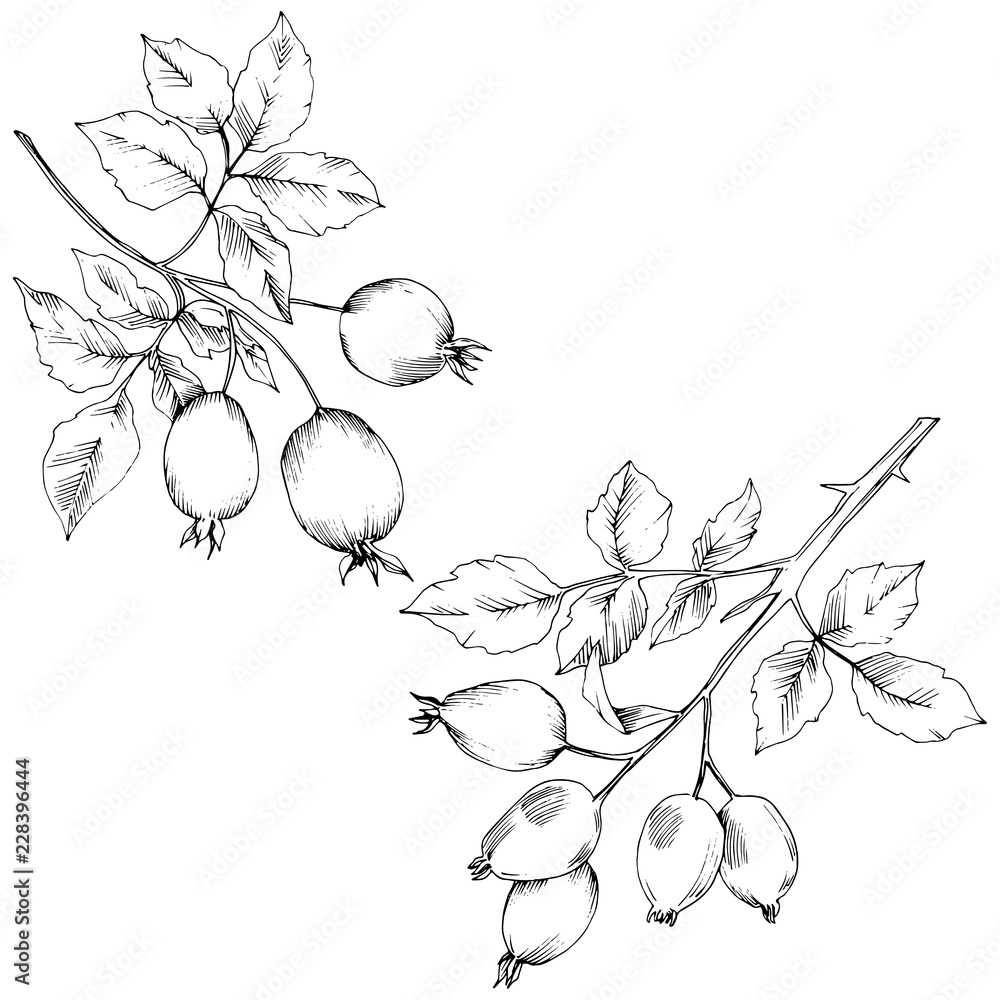 Fototapeta premium Vector autumn rose hip plant. Plant botanical garden floral foliage. Isolated illustration element. Vector leaf for background, texture, wrapper pattern, frame or border.