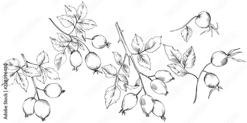 Fototapeta premium Vector autumn rose hip plant. Plant botanical garden floral foliage. Isolated illustration element. Vector leaf for background, texture, wrapper pattern, frame or border.