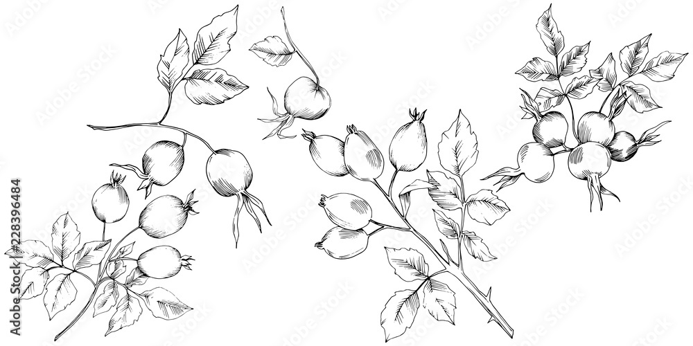 Fototapeta premium Vector autumn rose hip plant. Plant botanical garden floral foliage. Isolated illustration element. Vector leaf for background, texture, wrapper pattern, frame or border.
