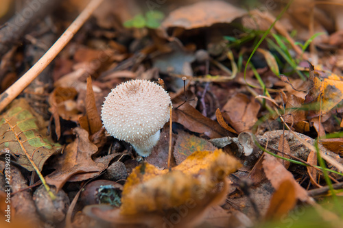 Wallpaper Mural Mushroom puffball in the woods in the fall among the dry twigs, green and yellow fallen leaves. Lycoperdon perlatum known as the common puffball Torontodigital.ca