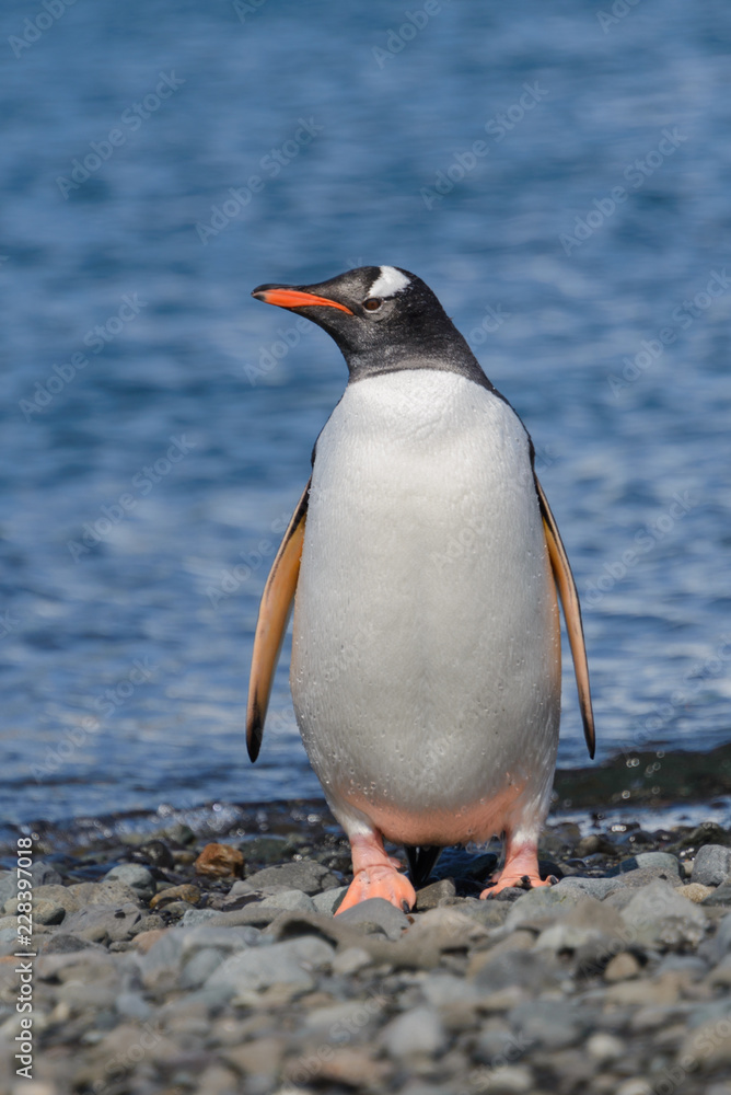 Naklejka premium Gentoo penguins on beach