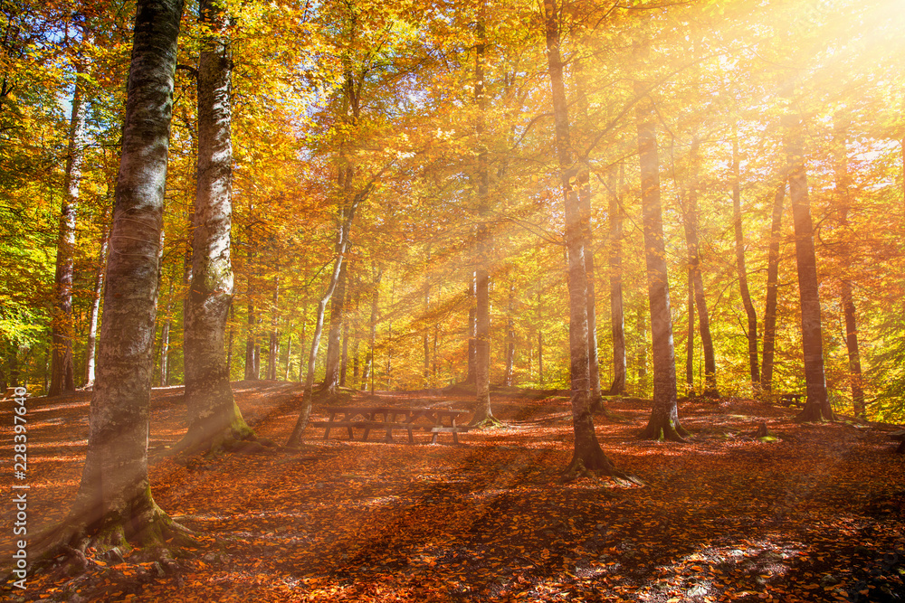 Fototapeta premium Autumn landscape in (seven lakes) Yedigoller National Park Bolu, Turkey