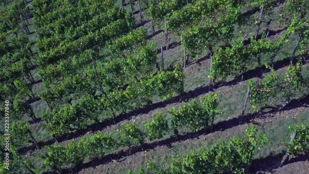 aerial view of a vineyard in autumn aerial view of a vineyard in autumn