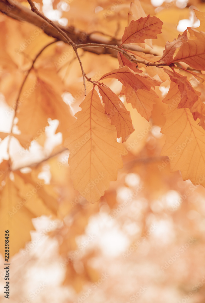 Orange Autumn Leaves Orange Autumn Leaves