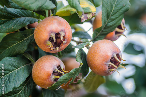 Cuadro en lienzo Ripe medlar fruit on a tree branch